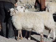 Тибетские овечки