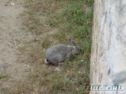 Сбежавший заяц