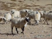 Стада овец